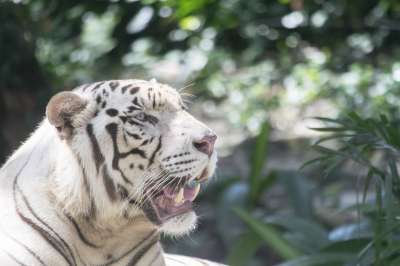 白色的老虎 老虎 猫 猫科动物 动物 怒吼 牙齿 有条纹的 条纹