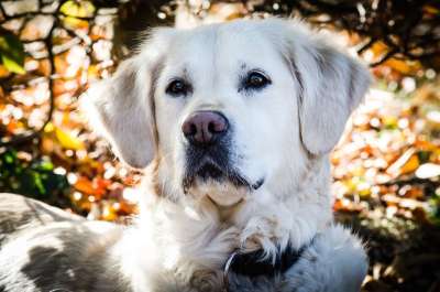 金的 猎犬 狗 动物 家畜 纯种狗 母狗 忠于 年轻 狗看
