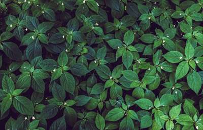 植物 森林地面 地毯厂 结构体 叶子