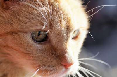 猫 微红 自制 宠物 看法 肖像 猫科动物 头