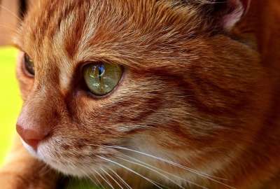 猫 鲭鱼 肖像 乐趣 红色的 大花猫 小猫 红猫 虎猫 家猫