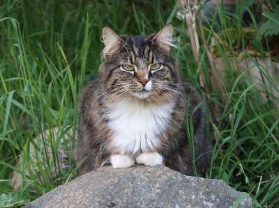 猫 花园 动物 鲭鱼 挪威森林猫 宿醉 Katzenkopf