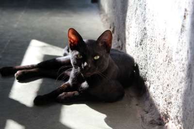 猫 黑色的 猫科动物 动物 基蒂 国内的 哺乳动物 宠物 呼噜声