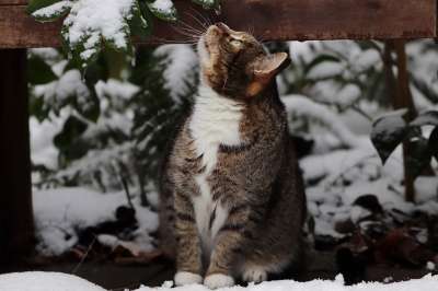 猫 宿醉 虎斑猫 雪 鲭鱼 家畜 动物 家猫 哺乳动物 可爱的