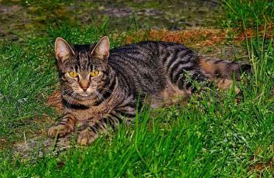 猫 家畜 动物 家猫 年轻的猫 可爱的猫咪 猫眼 小猫 鲭鱼