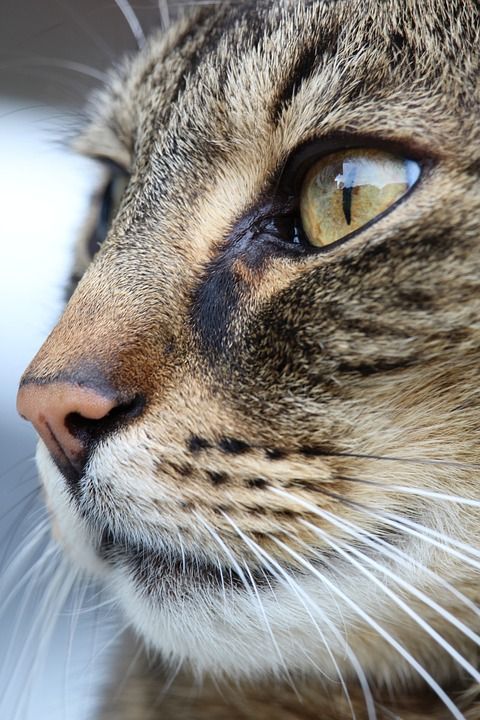 猫 鼻子 眼睛 猫脸 猫鼻子 家畜 Katzenkopf 家猫