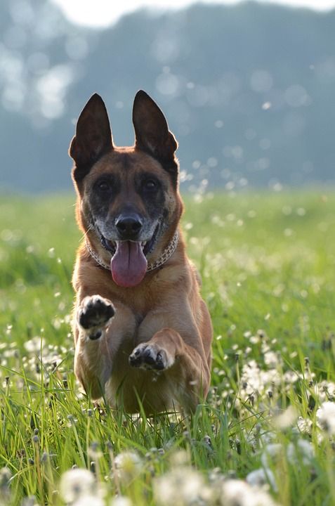 玛利诺犬 比利时牧羊犬 蒲公英草甸 草地 狗在草地上奔跑 动作记录
