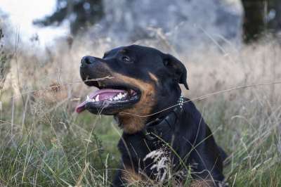 狗 罗威纳犬 大自然