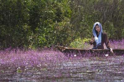 美国、土耳其、滚动紫色的植物 自然 快乐的 通道 省 越南 同塔