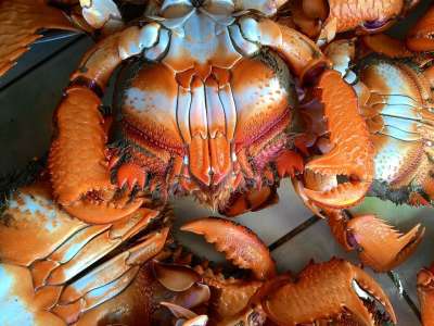 Curacha 螃蟹 市场 食物 海鲜 新鲜的 海 海洋 餐厅