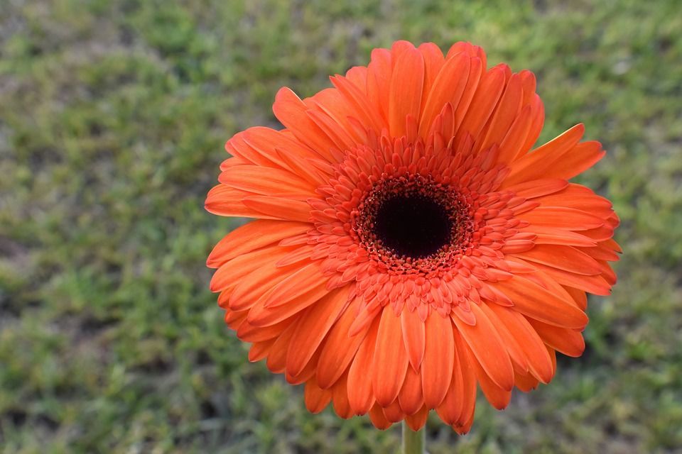雏菊, 花, 植物, 德兰士瓦雏菊, 非洲菊, 橙花, 花瓣, 花园, 盛开