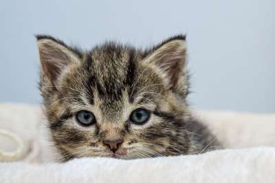猫 小猫 宠物 猫科动物 动物 毛皮 基蒂 国内的 国内的猫
