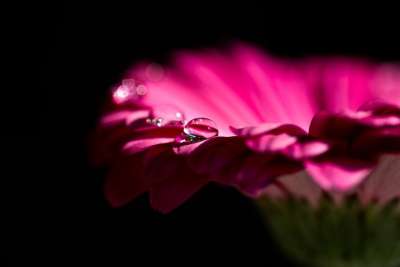 非洲菊 开花 红色的 花 自然 水滴 宏 红紫色