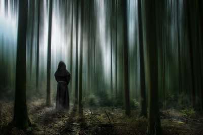 森林 树木 神秘 多雾路段 魔术 阳光 阴霾 形状 僧