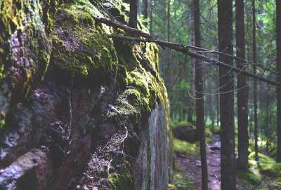 岩石 森林 苔藓 石头 自然 情绪 严峻 魔法森林 景观