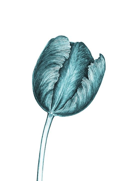 蓝色的 郁金香 花 盛开 花园 植物群 花的 春天 装饰性的