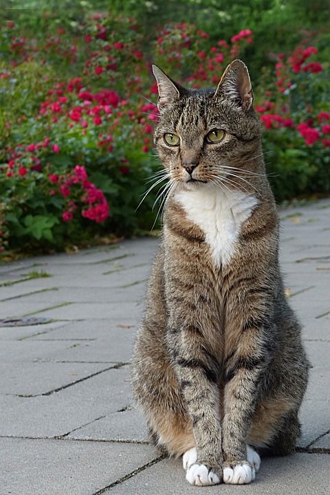 动物 猫 家猫 猫科 鲭鱼 坐着 细心