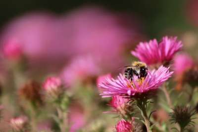 大黄蜂 松树 熊蜂 昆虫 授粉 Asters 花 飞虫 翅膀