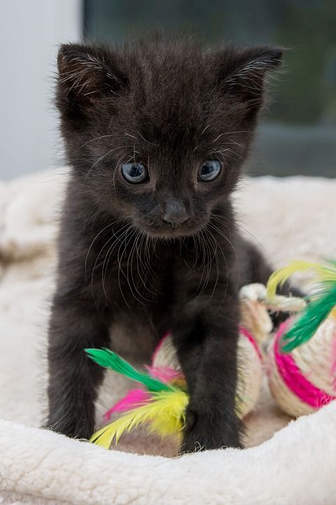 猫 小猫 宠物 猫科动物 动物 毛皮 基蒂 国内的 国内的猫