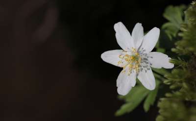 木海葵 海葵 Nemorosa 花 自然 植物 白色的 春天