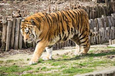 野生动物 动物 哺乳动物 猫 自然 动物园 肖像 大 荒野