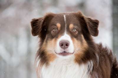 澳大利亚牧羊犬 狗 雪 下雪 宠物 动物 家犬 犬类 哺乳动物