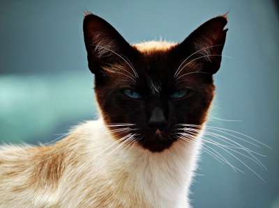 猫 小猫 暹罗 暹 品种猫 猫眼