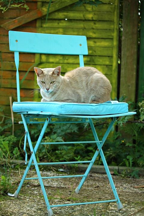 猫 小猫 椅子 绿松石 睡觉 品种猫 鲭鱼 虎猫