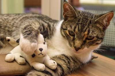 猫 玩具 毛绒狗 欧洲短毛 种族 品种猫 小的 说谎 鲭鱼