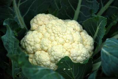 菜花 蔬菜 健康 食物 新鲜的 素食主义者 绿色 有机的 营养