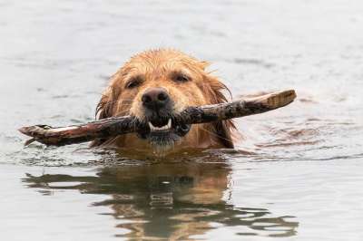狗 金毛猎犬 流动 水 洗澡 关闭 玩取物 家畜 游泳 湖