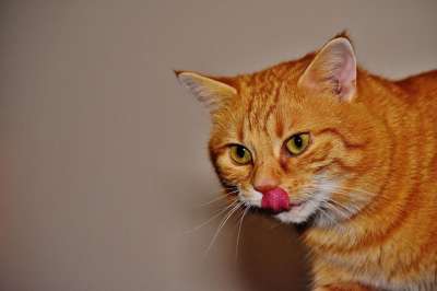 猫 宿醉 红色的 乐趣 可爱的 鲭鱼 老虎 舒适 动物 家猫