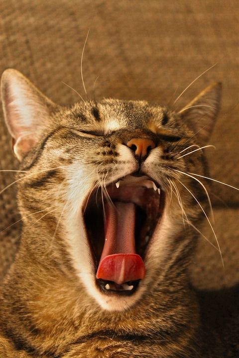 猫 小猫 和平 放松 困 打哈欠 鱼骨 家猫 动物 宠物