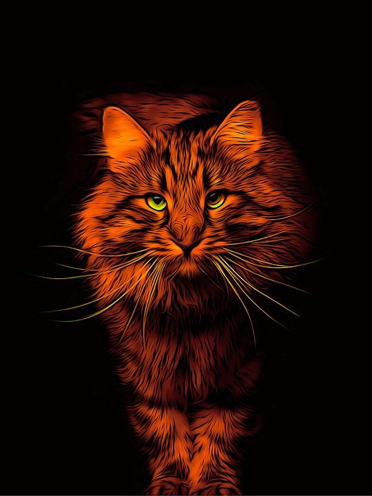 猫 Digiart 艺术的 可爱的 肖像 哺乳动物 动物 捕食者