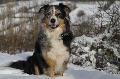 澳大利亚牧羊犬 狗 家畜 蓝陨石色 动物肖像