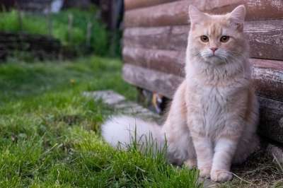 猫 宠物 猫咪 美丽 动物 纵向 毛茸茸