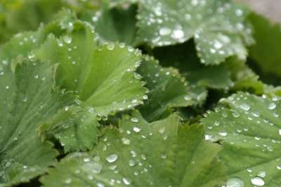 夏普 Lappiger 女士的地幔 树叶 雨滴 滴 水滴 露珠 绿色