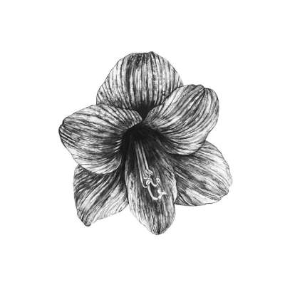 黑和白 花 黑色的 白色的 开花 盛开 水彩 艺术 绘画