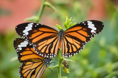 蝴蝶 泰国 老虎条纹的 Danaus Genutia