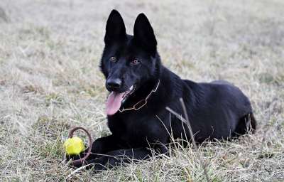 黑的德国牧羊犬 狗 球 游戏 美