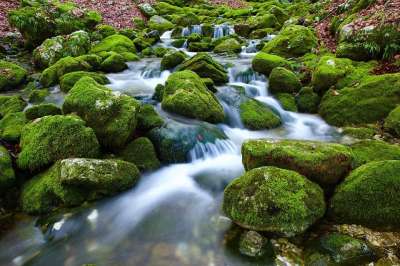 来源 水 激流 岩石 自然 溪流 在木头里 苔藓 清水 绿色