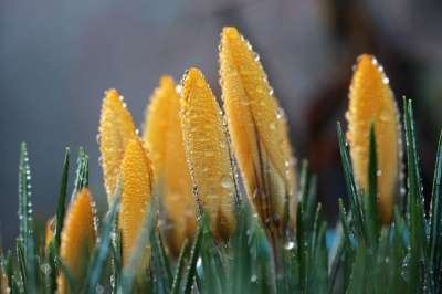 番红花 春天 大器晚成 春天的花朵 植物群 春天的开始 春天的预兆