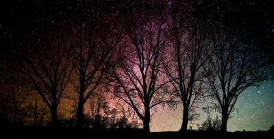 森林 树木 轮廓 星星 景观 神秘 黑风景 黑色的星星