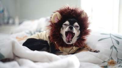 Chihuahua 小狗 狗 一个 宠物 免费的狗图片 泰迪熊