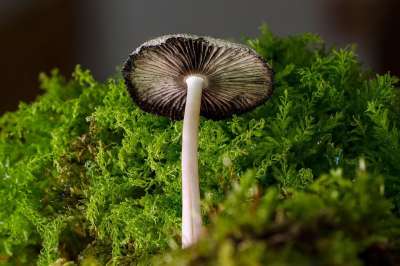 蘑菇 小蘑菇 海绵 苔藓 森林 落下 迷你蘑菇