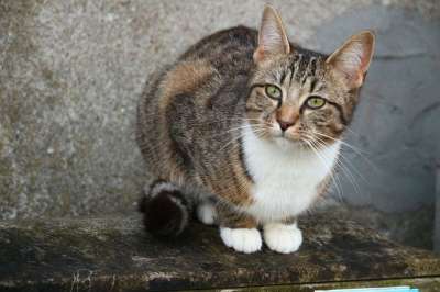 猫 鲭鱼 小猫 虎猫 毛皮 蓬松的