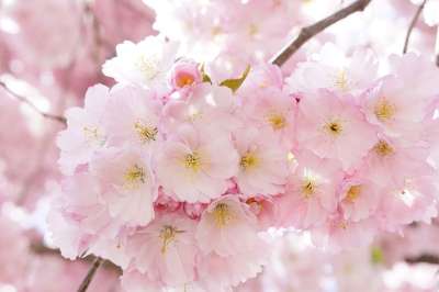 日本樱桃 观赏樱桃 开花的树 樱花 粉色的 开花 树 春天