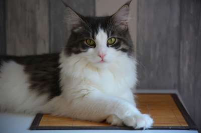 Anneli 缅因 猫 视线 纵向 羊毛 毛皮 小猫 震惊