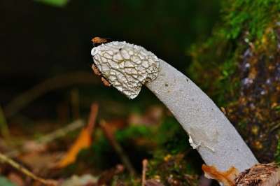 蘑菇 森林 Stinkmorchel 落下 关闭 森林地面