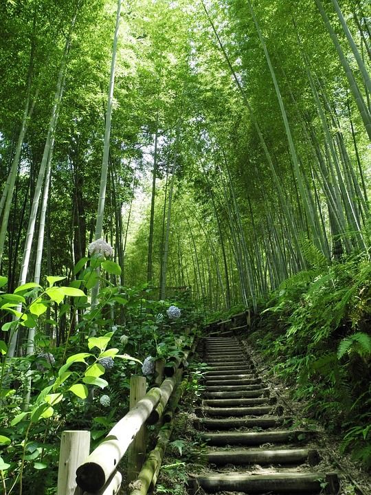 竹子 日本 树 有机的 农业 户外 分行 林地 森林 荒野